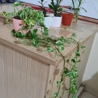 گل طبیعی همراه گلدان همه باهم باقیمت مناسب