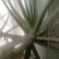 گل آلوئه ورا