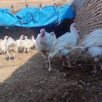 بوقلمون گوشتی|حیوانات مزرعه|سبزوار, کلاته سیفر|دیوار