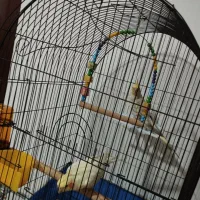 عروس هلندی|پرنده|فردیس, شهرک ارم|دیوار