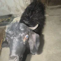 کره نر|حیوانات مزرعه|زابل, |دیوار