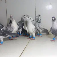 کبوتر پرشی ۱۲تایی