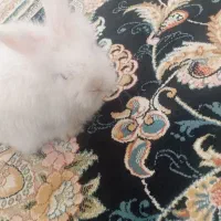 خرگوش بازی گوش