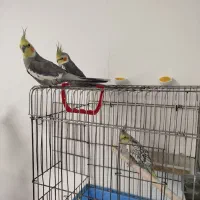 عروس هلندی|پرنده|احمدآبادمستوفی, |دیوار