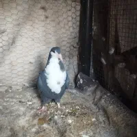 کبوتر کرواتی|پرنده|مشهد, رضاشهر|دیوار