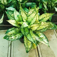 اگلونما برفی ،گل و گیاه آپارتمانی