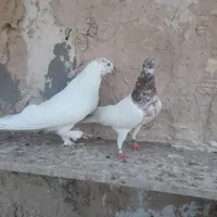کبوتر خوب و عالی|پرنده|صباشهر, |دیوار