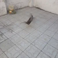 بلدرچین|پرنده|همدان, |دیوار