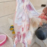 گوسفند گوشتی نروماده چاق فول گوشت
