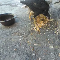 جوجه لاری اصیل|حیوانات مزرعه|مشهد, همت آباد|دیوار