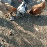 واگذاری بچه گربه