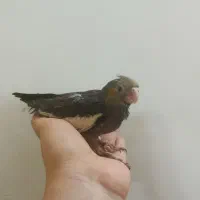 ۳۰ روزه ۳۷ روزه