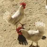 خروس سفید جهت معاوضه|پرنده|باغ بهادران, |دیوار