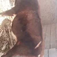 گاو فروشی شش هفت ماه که بارادر|حیوانات مزرعه|بیرک, |دیوار