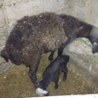 میش بره|حیوانات مزرعه|نورآباد, |دیوار