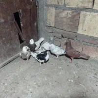 ۶تا کفتر پرشی و جفت گاه