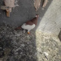 کبوتر یهودی و زرد