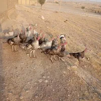 بوقلمون