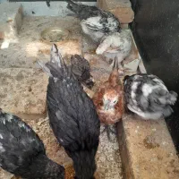 جوجه سلطان و گلین ۲ماهه