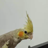 عروس هلندی|پرنده|کهریزک, |دیوار