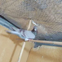 کفتر نر|پرنده|ساوه, |دیوار