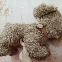 عروسک|اسباب‌بازی بچه|اهواز, کوروش|دیوار
