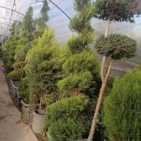 کاج لاوسون|گل و گیاه طبیعی|مشهد, نیروی هوایی|دیوار