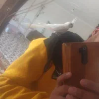 عروس هلندی|پرنده|محمدیار, |دیوار