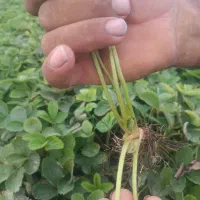 نهال توت فرهنگی سابرینا