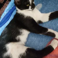 واگذاری دو عدد گربه|گربه|اهواز, بهارستان|دیوار