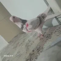 کفتر.پرشی.غرببگیری|پرنده|باقرشهر, |دیوار