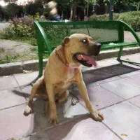 آمریکن بولی