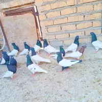 کله مهر مهر|پرنده|شیراز, ریاستی|دیوار