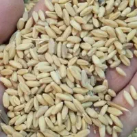 گندم|عمدهفروشی|گیان, |دیوار