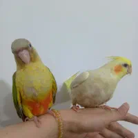 گرینچیک 2 ماهه