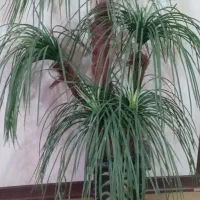 درختچه مصنوعی