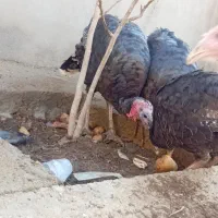 ۶ عدد بوقلمون نر سرحال|حیوانات مزرعه|ازنا, |دیوار