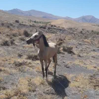 اسب|اسب و تجهیزات اسب‌سواری|آوج, |دیوار