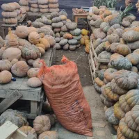 کدو انجیری (انجیلی)ضیابر|خوردنی و آشامیدنی|ضیابر, |دیوار