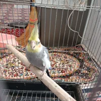 عروس هلندی نر سینامون