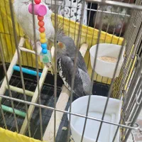 عروس هلندی نر|پرنده|کهریزک, |دیوار