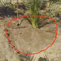 فروش 30عددگوک ربی|گل و گیاه طبیعی|ایرانشهر, |دیوار