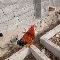 خروس اردک مرغ شاخدار|حیوانات مزرعه|بومهن, |دیوار