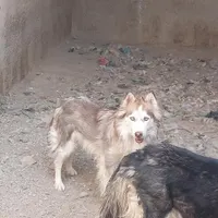 سرحال و باهوش|سگ|زاهدان, |دیوار