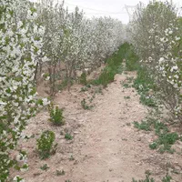 باغ آلبالو زازران صحرا ذرت