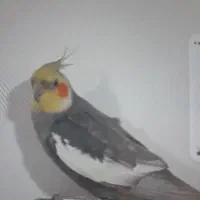 عروس هلندی گم شده