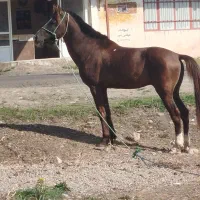 اسب نریان نژاد دار|اسب و تجهیزات اسبسواری|فومن, |دیوار