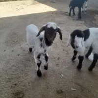 خرید فروش انواع بره شیری وبزغاله|حیوانات مزرعه|تربتحیدریه, باغ سلطانی|دیوار