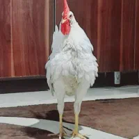 خروس سفید و درشت