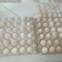 تخم مرغ محلی تازه|خوردنی و آشامیدنی|شیراز, شهرک قمشه|دیوار